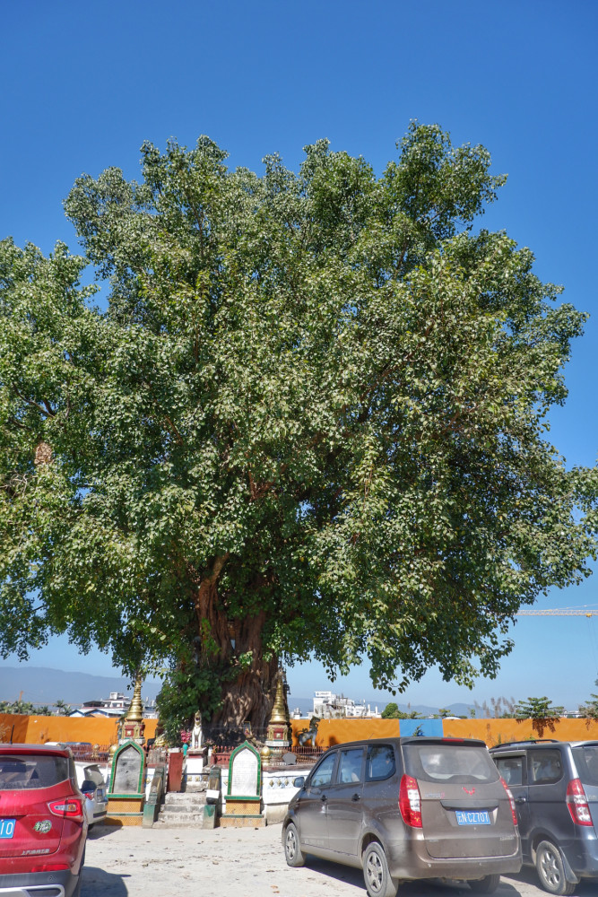 云南一棵大树长出了一座佛塔成为树包塔奇观引来众多游客