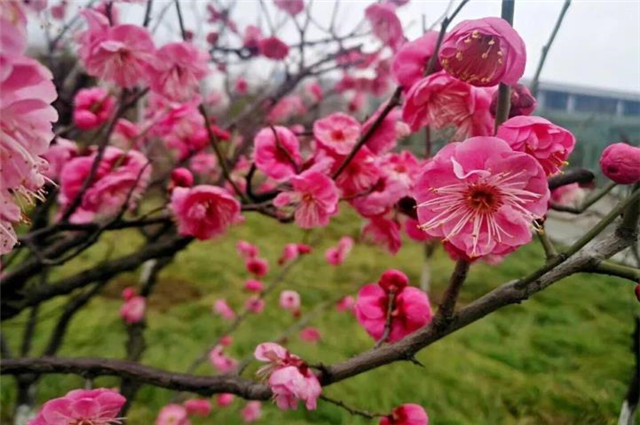 花信风之梅花四首 风信严时清有骨 一枝相对夜开樽 腾讯新闻