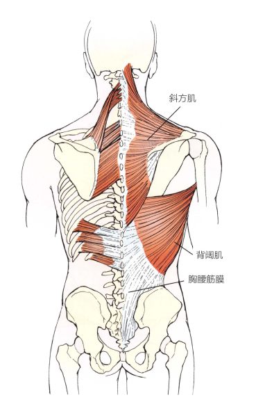 腰背部超详细手法治疗 附操作示意图 轻松学习 腾讯新闻