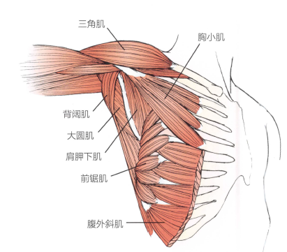 解剖:背阔肌,胸小肌,前锯肌,腹外斜肌.4.