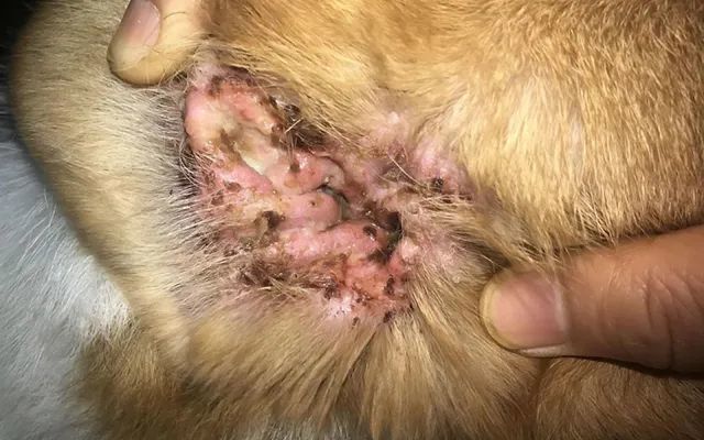 又一只狗被棉签掏聋:主人处理的方法,比耳螨更可怕!