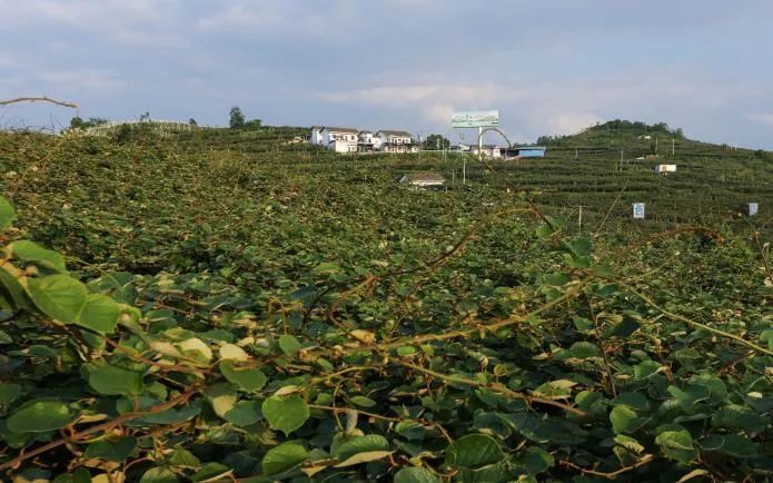 小果子成就大产业修文167万亩猕猴桃的产业发展之路
