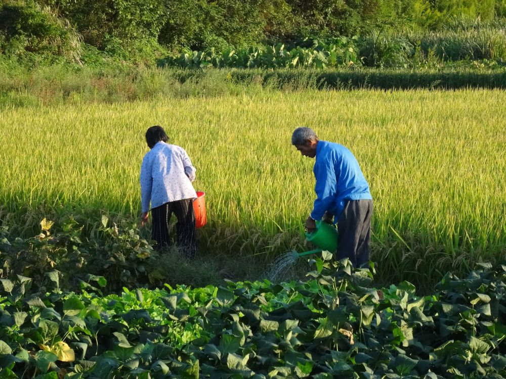 老人去世後農村土地如何處理這些問題要注意兩類情況將收回