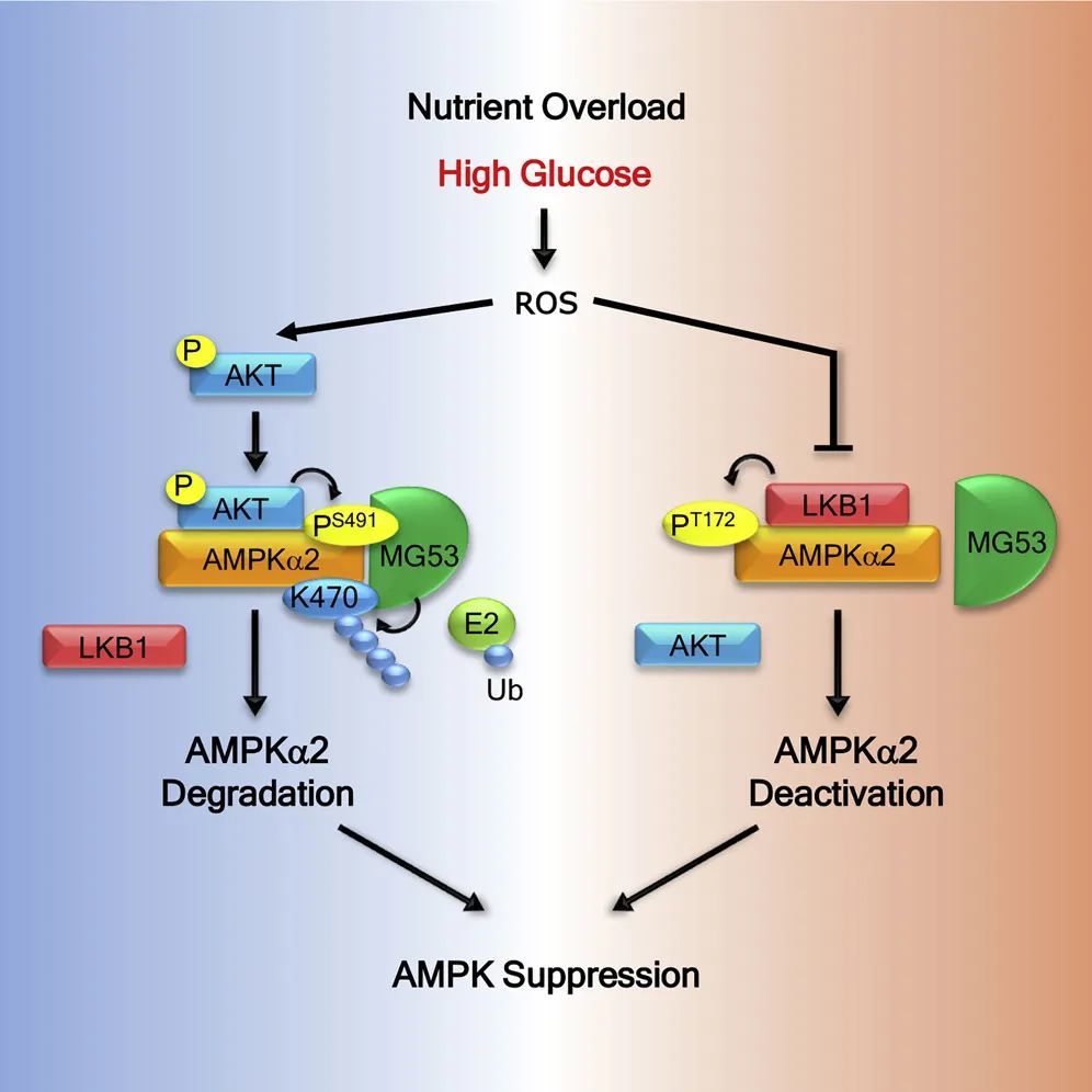 cell子刊北大肖瑞平團隊揭示高糖抑制ampk信號通路的分子機制