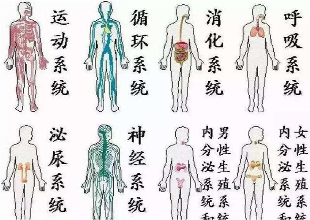 为什么不少雄性动物排泄和生殖共用一个器官有没有更优的进化方案