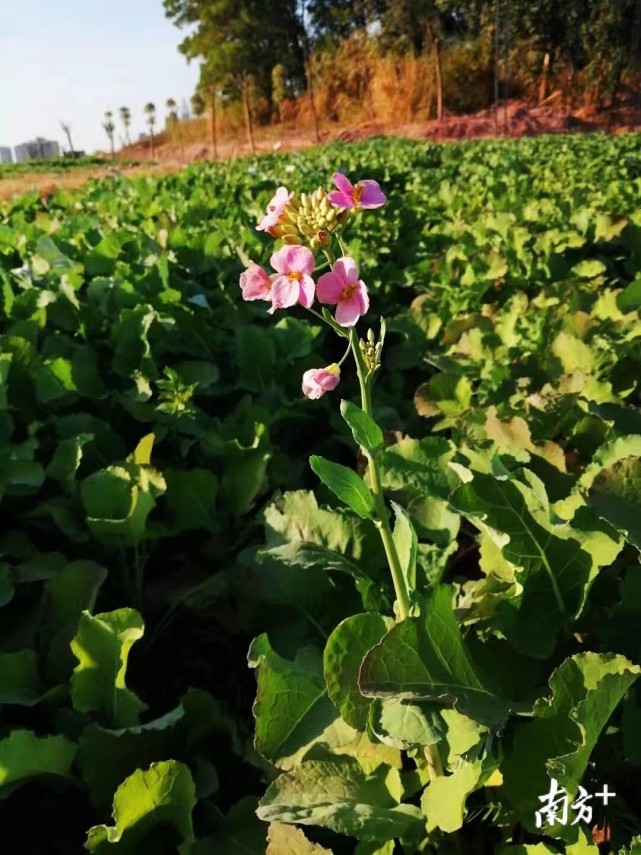 多彩油菜花来了！桥头将在荷花产业园打造“七彩”花田_腾讯新闻