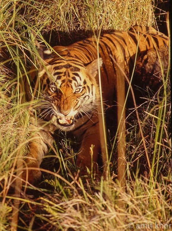 打倒虎吹造谣还原一个真实的虎王查吉尔