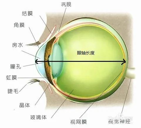 要了解眼轴,先从眼球的分层结构说起,从角膜—晶状体—玻璃体—视网膜