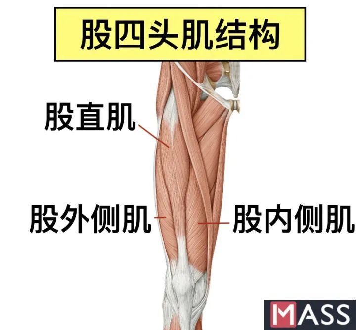 由于膝盖在股四头肌的下方,用大腿前侧发力不仅使大腿变粗,还会造成