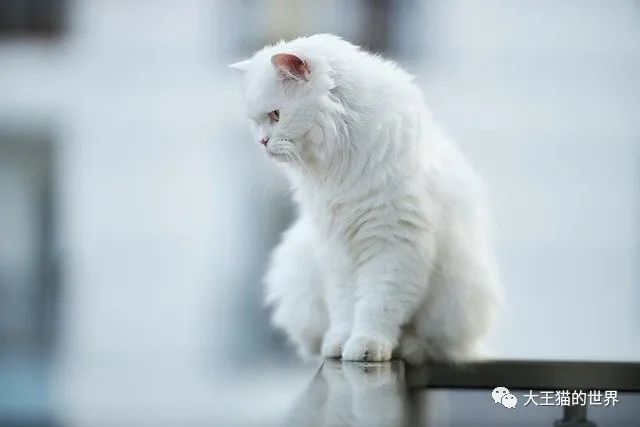 早期肾病猫咪如何照顾：注重营养搭配，延缓肾病_腾讯网