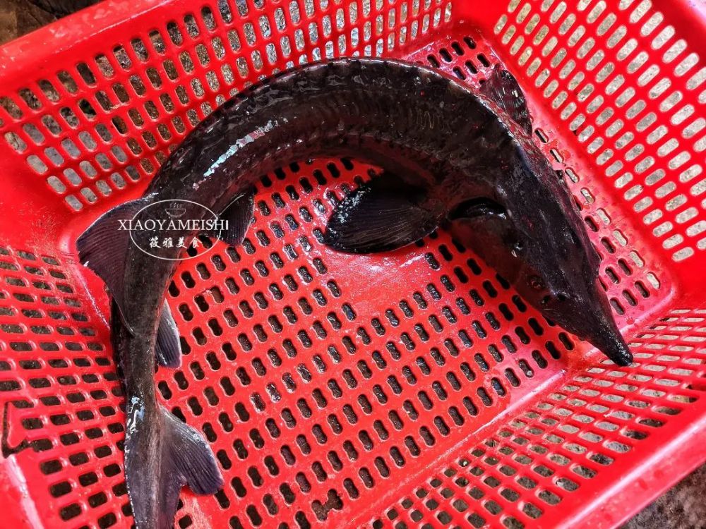 有一种鱼,嘴巴突出老长,骨头软的能吃,饭店卖68元1斤,特鲜