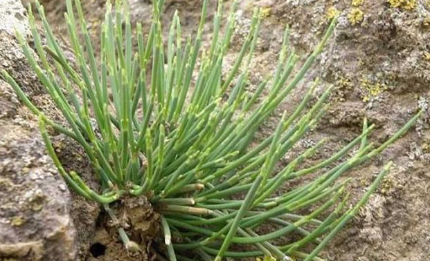 这种野草有些农民叫不出名字,如今很少见十分珍贵,价格不菲_腾讯新闻