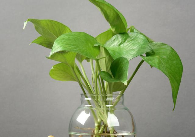 养花不妨试试水培 选对器皿 植物品种 人人都能驾驭 腾讯网