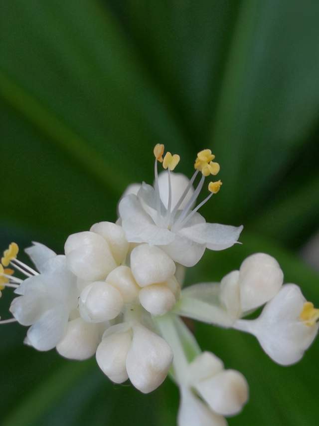 每年的6-7月份就会开花,花序长度为15-30cm,花梗长度为5mm,无毛,它的