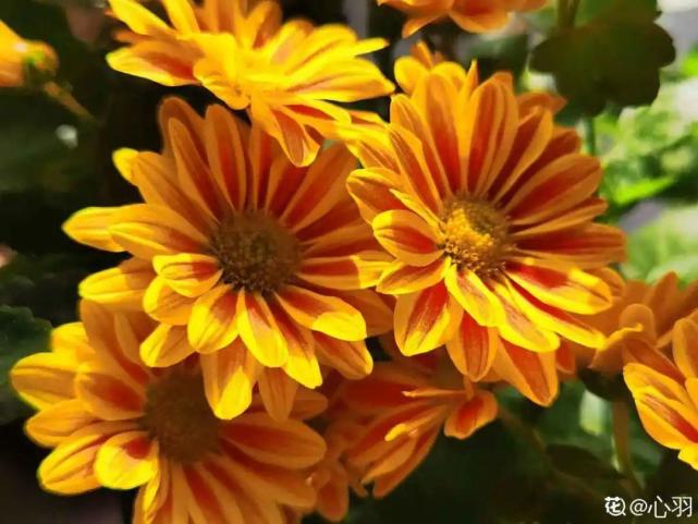 21赏花日历 看好这一篇 不会错过花期 蟹爪兰 日历 开花 开花植物