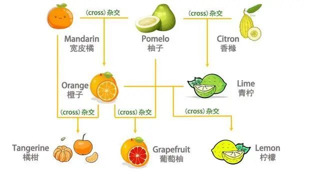 涨姿势 什么 Orange 居然不是 橘子 英语白学了啊 腾讯新闻