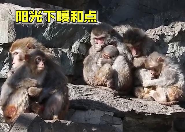 动物园猴子抱团取暖（图）