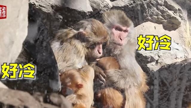 动物园猴子抱团取暖（图）