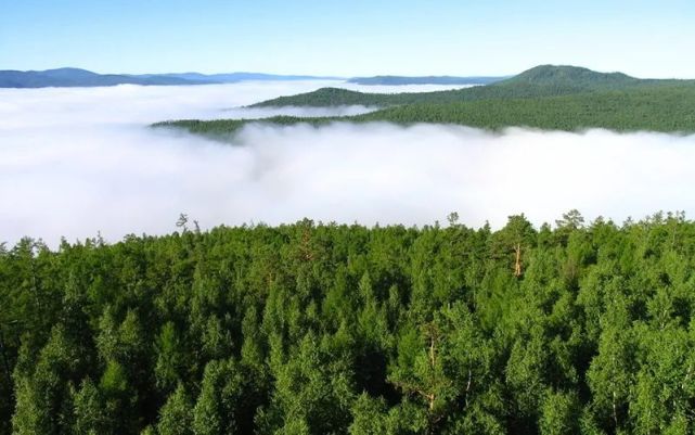 大兴安岭林业集团森林资源持续三增长丨中国林草2020