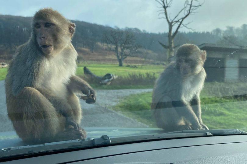 英国一对猴子当着游客面在车窗上交配逗得游客笑个不停