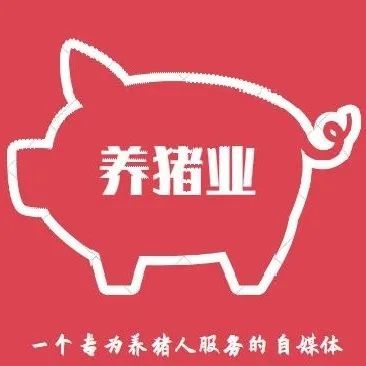 俄罗斯|俄罗斯为控制非洲猪瘟，整个冬季扑杀超过50万头猪