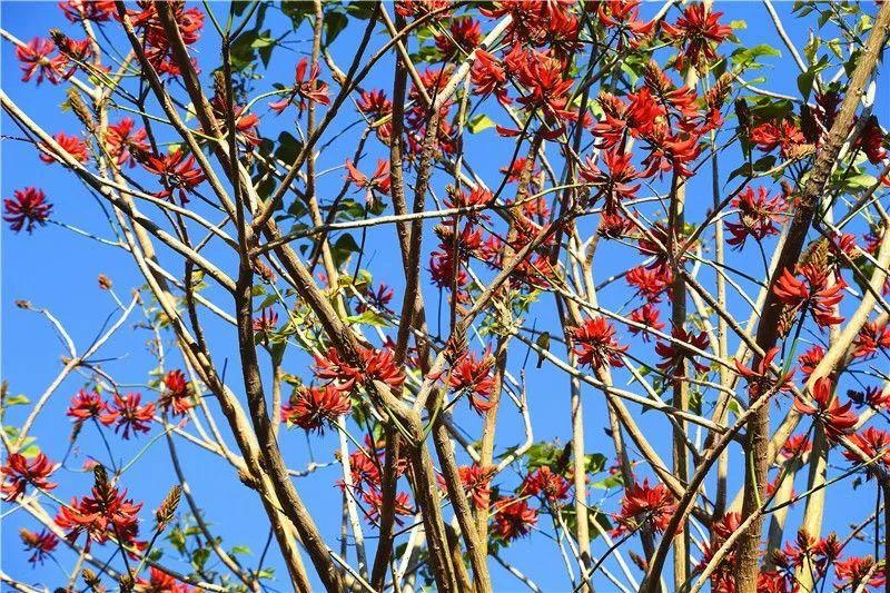 美景弥勒千株刺桐红似火层林尽染遍福城