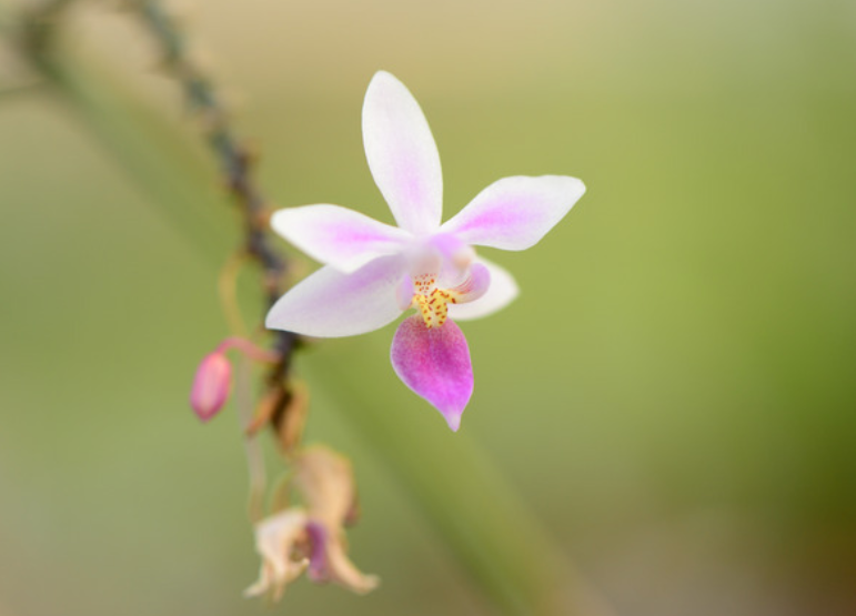 国家Ⅰ级濒危物种|倩如小家碧玉,俏似红粉佳人的小兰屿蝴蝶兰_腾讯
