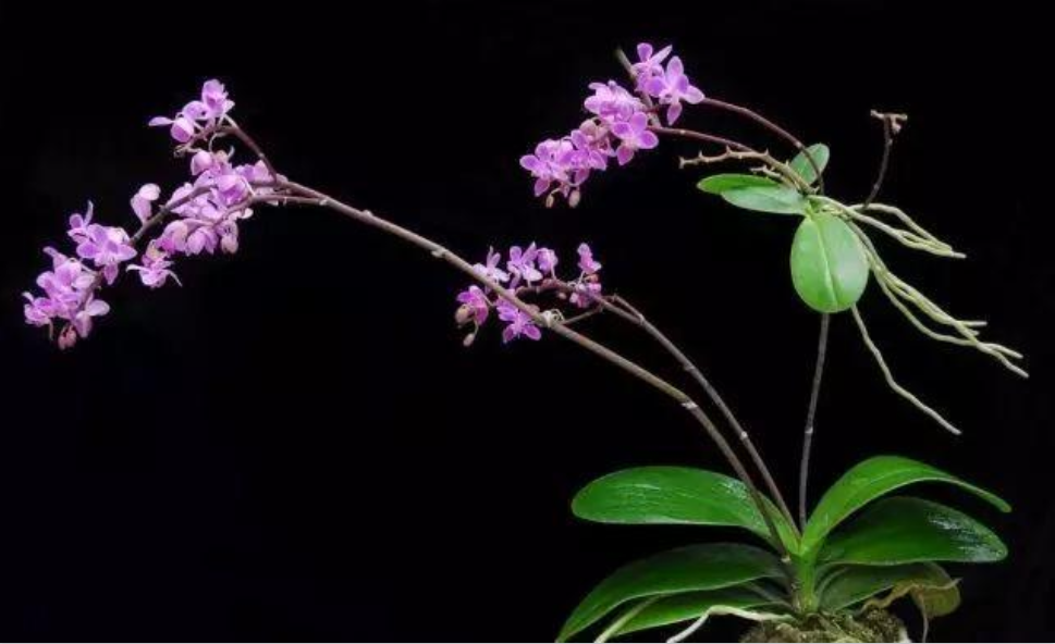 国家Ⅰ级濒危物种|倩如小家碧玉,俏似红粉佳人的小兰屿蝴蝶兰_腾讯