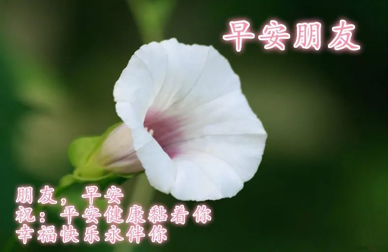 虎年最新週一祝福早上好漂亮鮮花圖片大全最美的早上好祝福問候動態