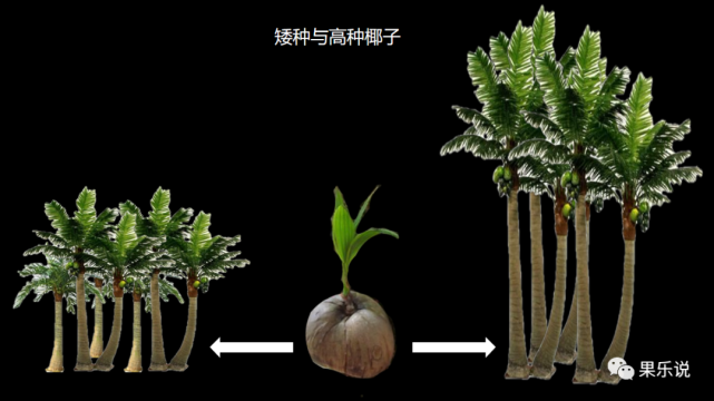 常见椰子类(一):椰子简介