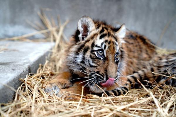 上海動物園動物取暖花樣多