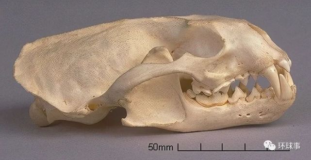 原本在我国常见的黄鼠狼如今怎么消失了?它真的是被误解了吗?