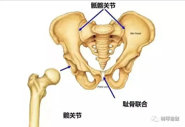 瑜伽答疑骶髂关节疼痛怎么办