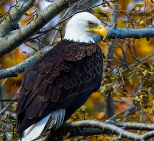 法国的国鸟是雄鸡,日本的是绿雉,中国的是什么?答案不是丹顶鹤!
