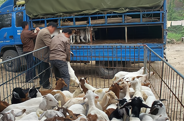 农民卖羊时被羊贩子摸过后要赶紧卖不卖容易死是真的吗