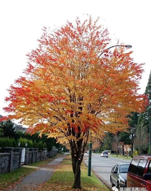 这个品种原产中国,但已难觅踪迹,却成了欧美常见的行道树!