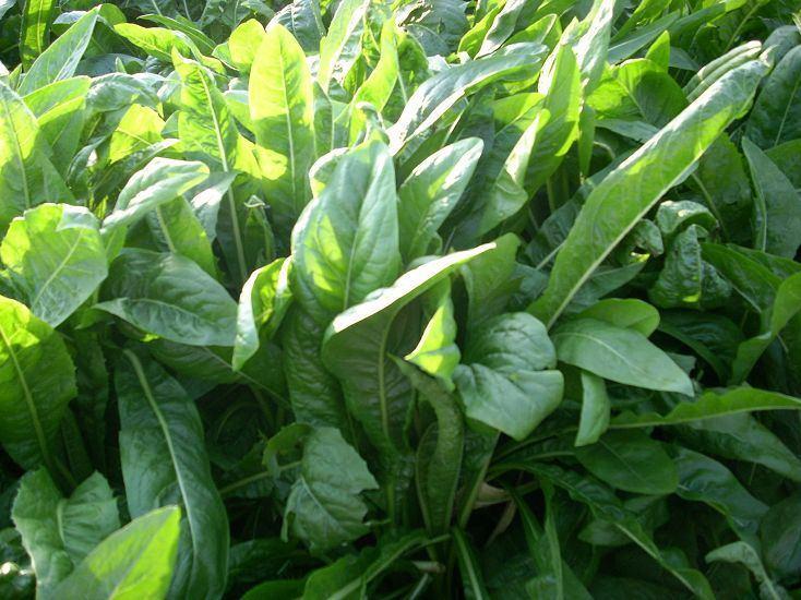 菊苣既可以供人食用的绿色蔬菜又深受家禽喜食的牧草