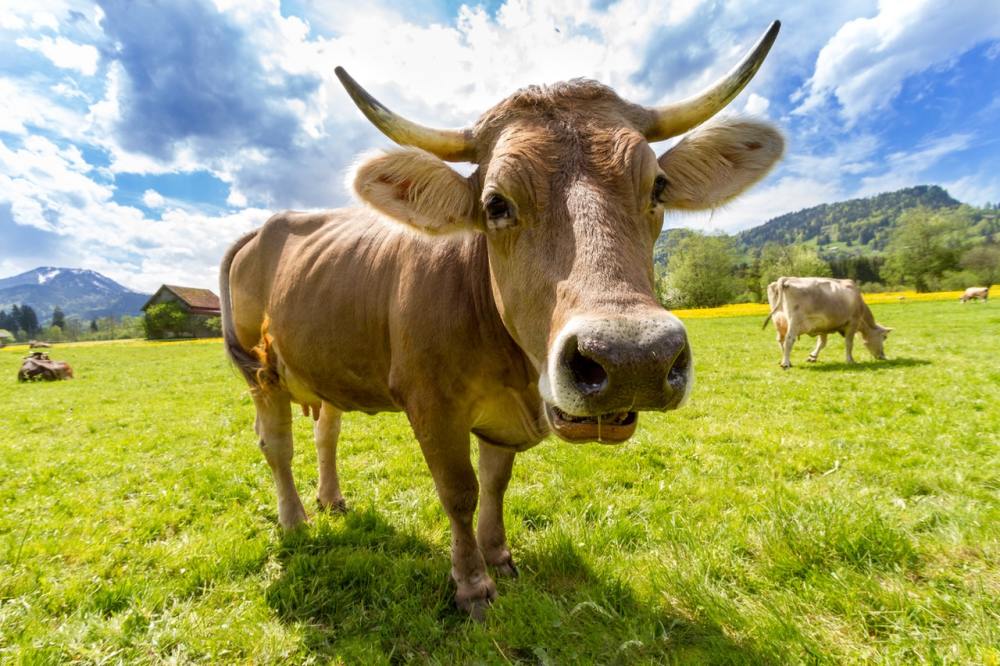 holy cow是神圣的牛？与牛有关的英语俚语你知道吗？