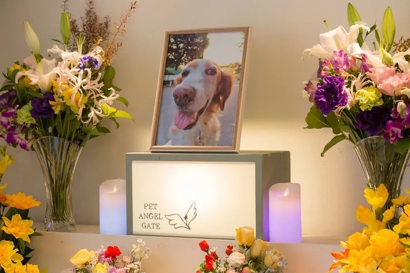 日本寺庙与宠物公司合作为逝去宠物举行葬礼