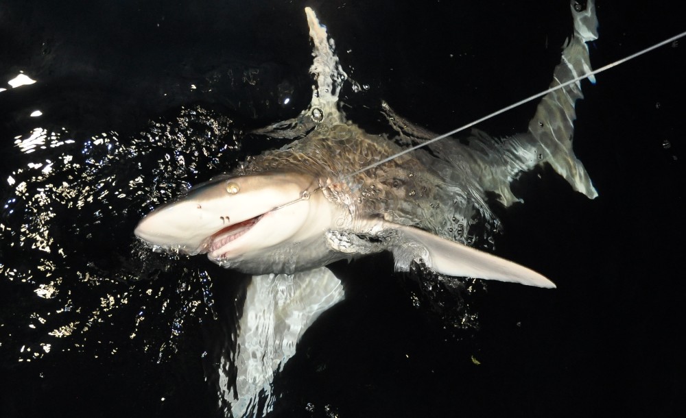 夜钓大鲨鱼,让全船人归航途中有鱼肉可吃