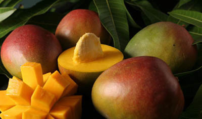 kent也属于中大芒果,单个400-1000g,果肉偏硬味甜,果皮厚颜色从红到