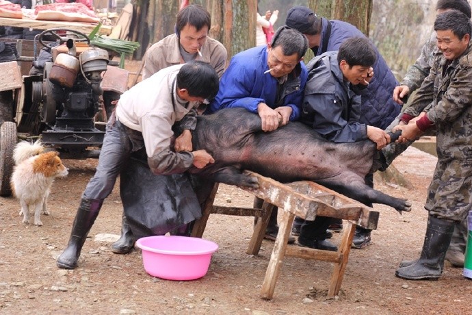 滿滿的年味實拍湖北農村殺年豬多圖帶你看的流口水