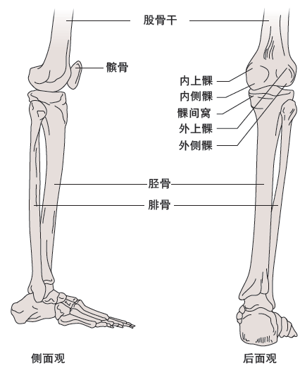 骨骼简单说来膝关节由3块骨骼,2块主要肌肉,4条主要韧带和软骨组成