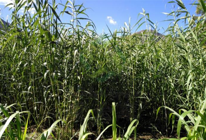 绿洲一号耐寒高产牧草,一次种植可每年收割,收获期可达20年