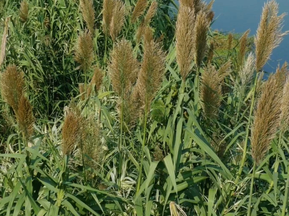 绿洲一号耐寒高产牧草,一次种植可每年收割,收获期可达20年