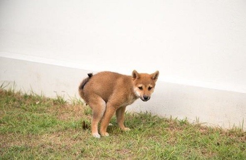 狗狗半个月拉屎不成形