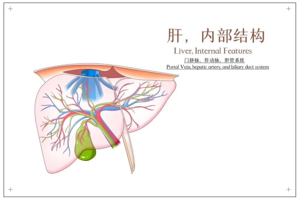 門靜脈進入肝臟,這也是葡萄糖第一個進入的地方,而後是隨著血液進入