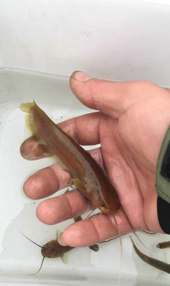 这都是啥鱼啊?广西钓鱼人,废弃老井里钓起许多稀奇怪鱼