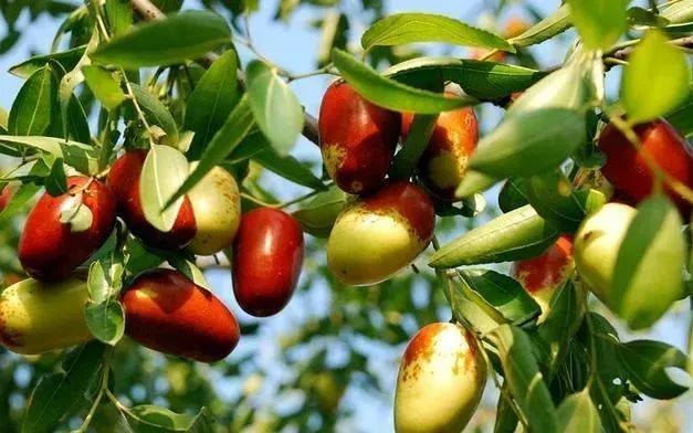 【非遗看乐陵】之乐陵金丝小枣的传说_腾讯新闻