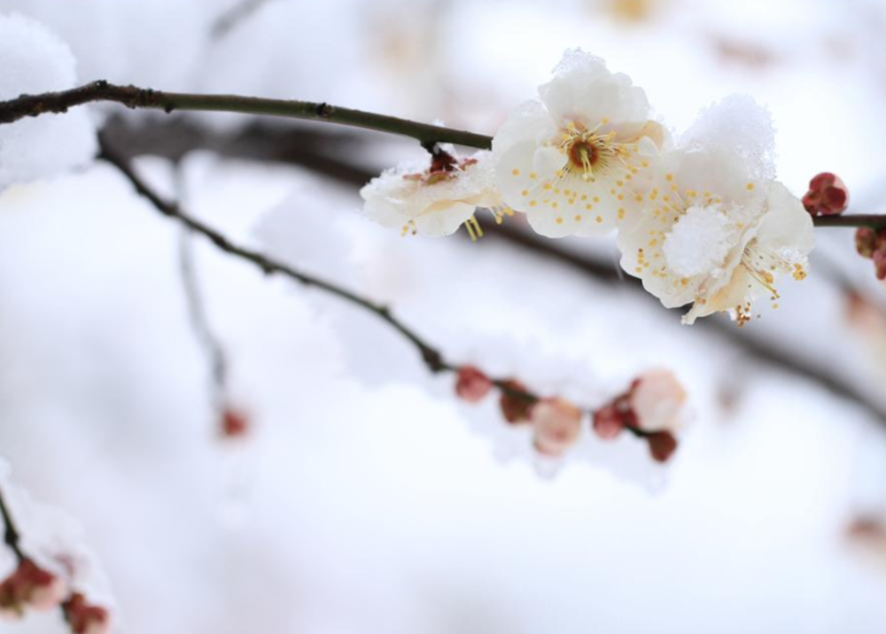 詩詞鑑賞十首早梅的詩詞看梅花凌寒綻放凌寒獨開